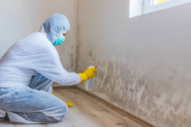 Licensed Mold Remediation service in Westmont, NJ - WQB Mold Removal